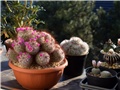 mammillaria bombycina